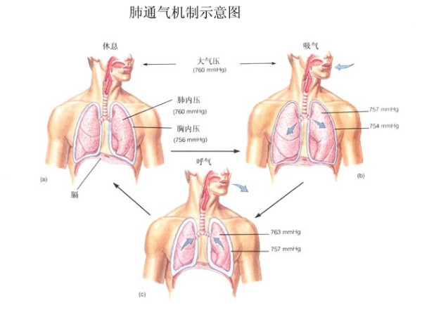 &#21326;&#20307;&#20250;&#20307;&#32946;&#45;&#21326;&#20307;&#20250;&#40;&#20013;&#22269;&#41;